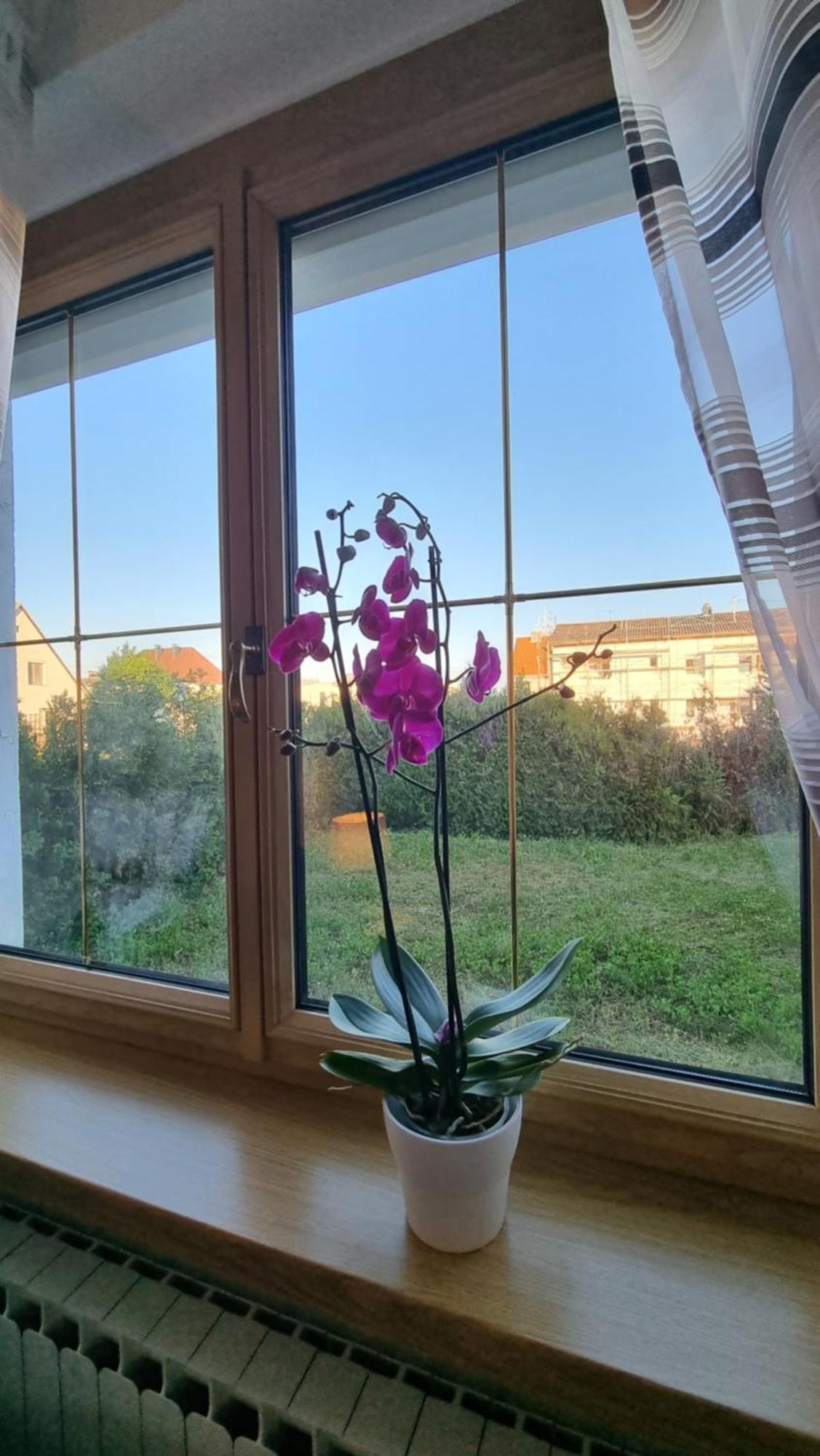 3- Zimmer-Wohnung In Linz Leonding Buitenkant foto